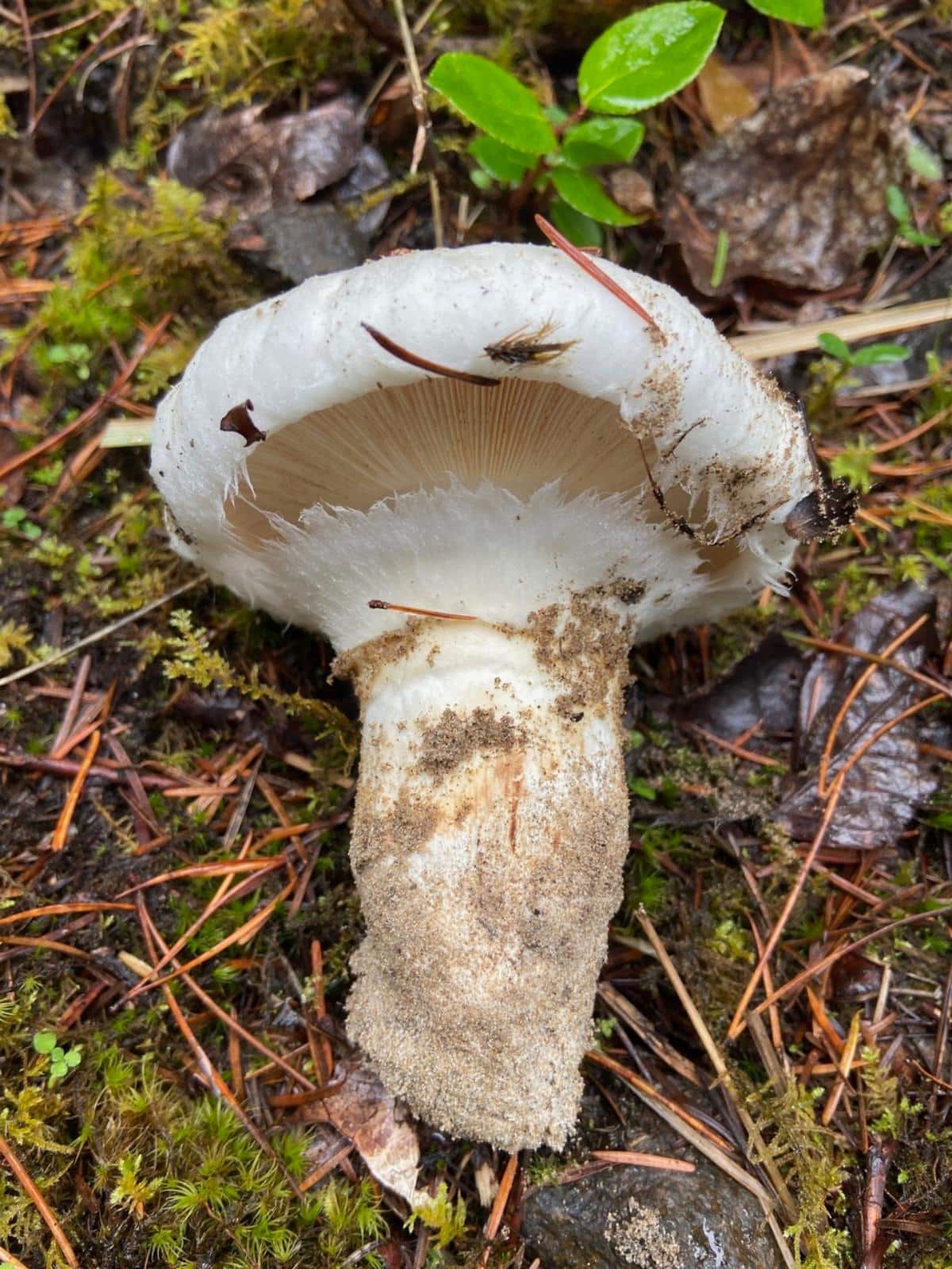 fake-matsutake - Modern Forager