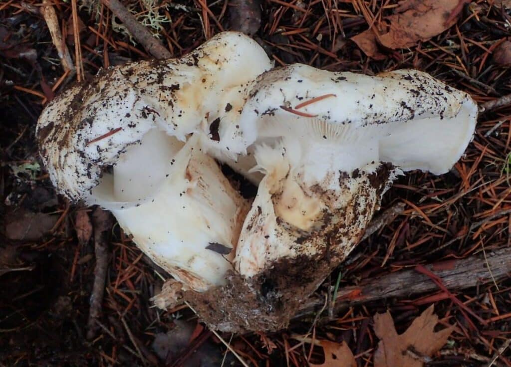 American Matsutake Identification, Foraging, and Concerns Mushroom