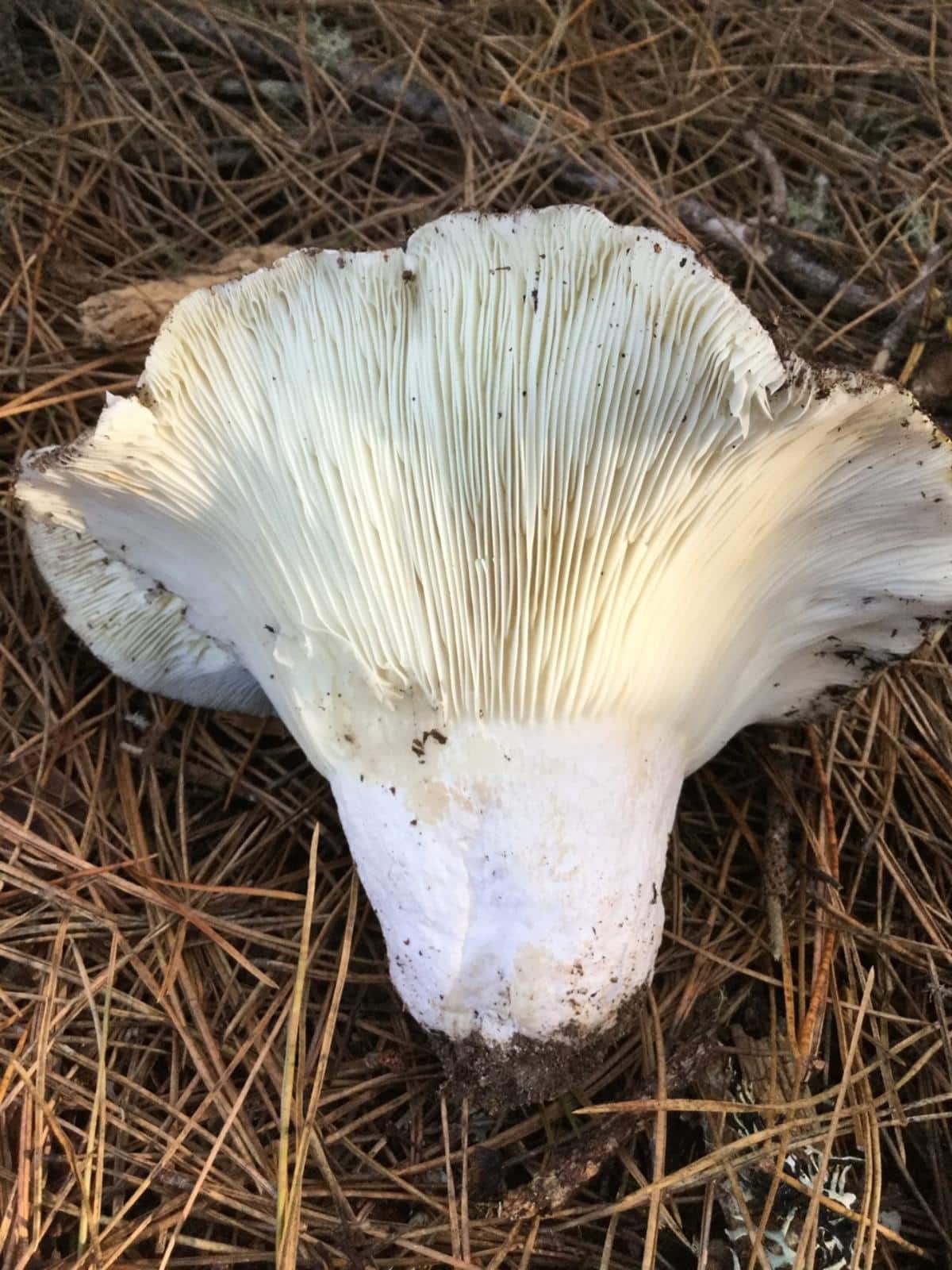 Russula brevipes