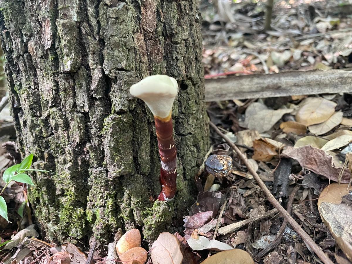 curtisii polypore