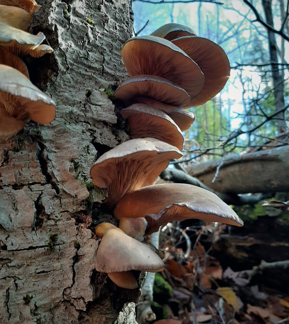 late fall oyster mushroom