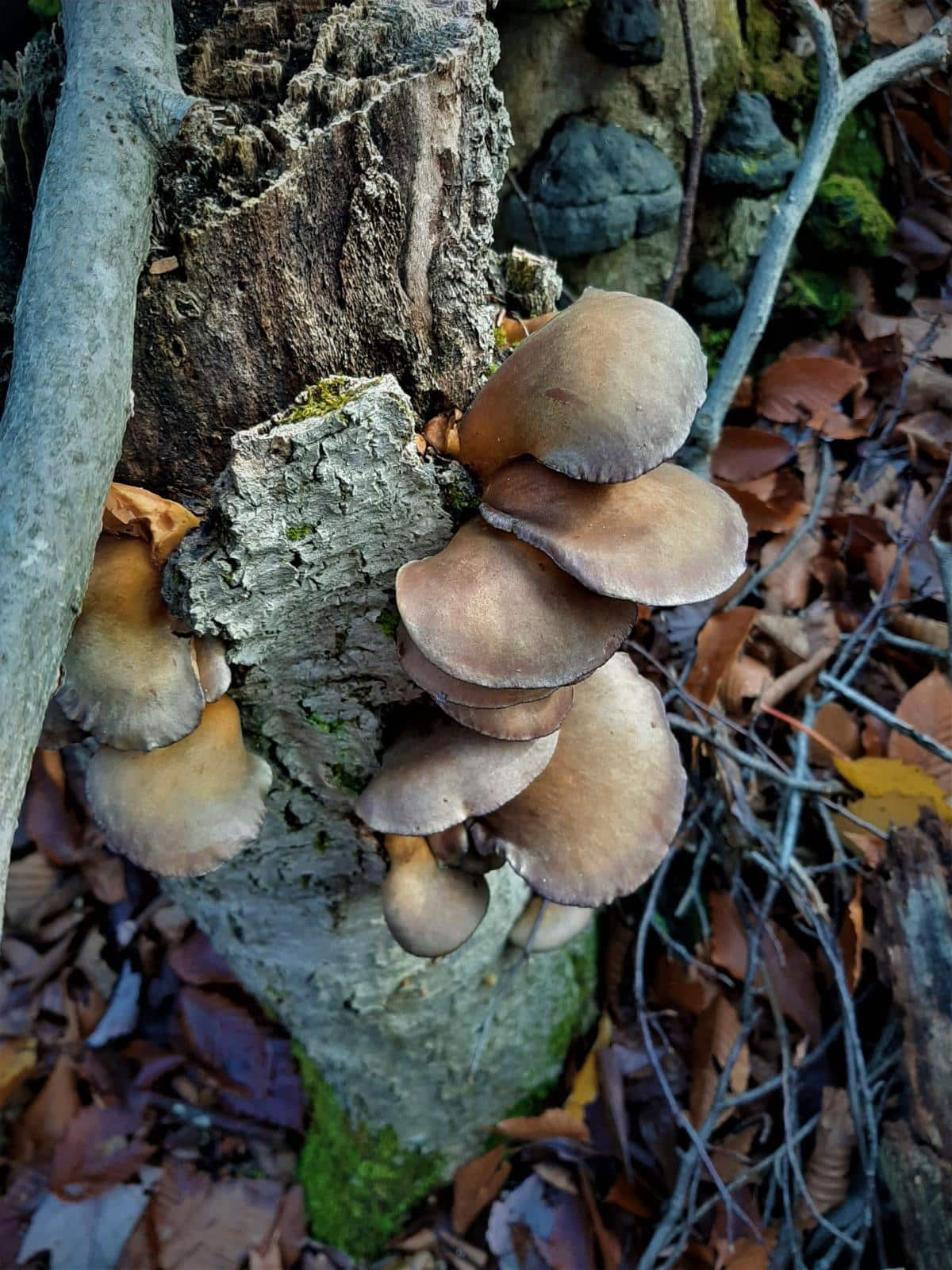 oyster mushrooms save the planet potential is high