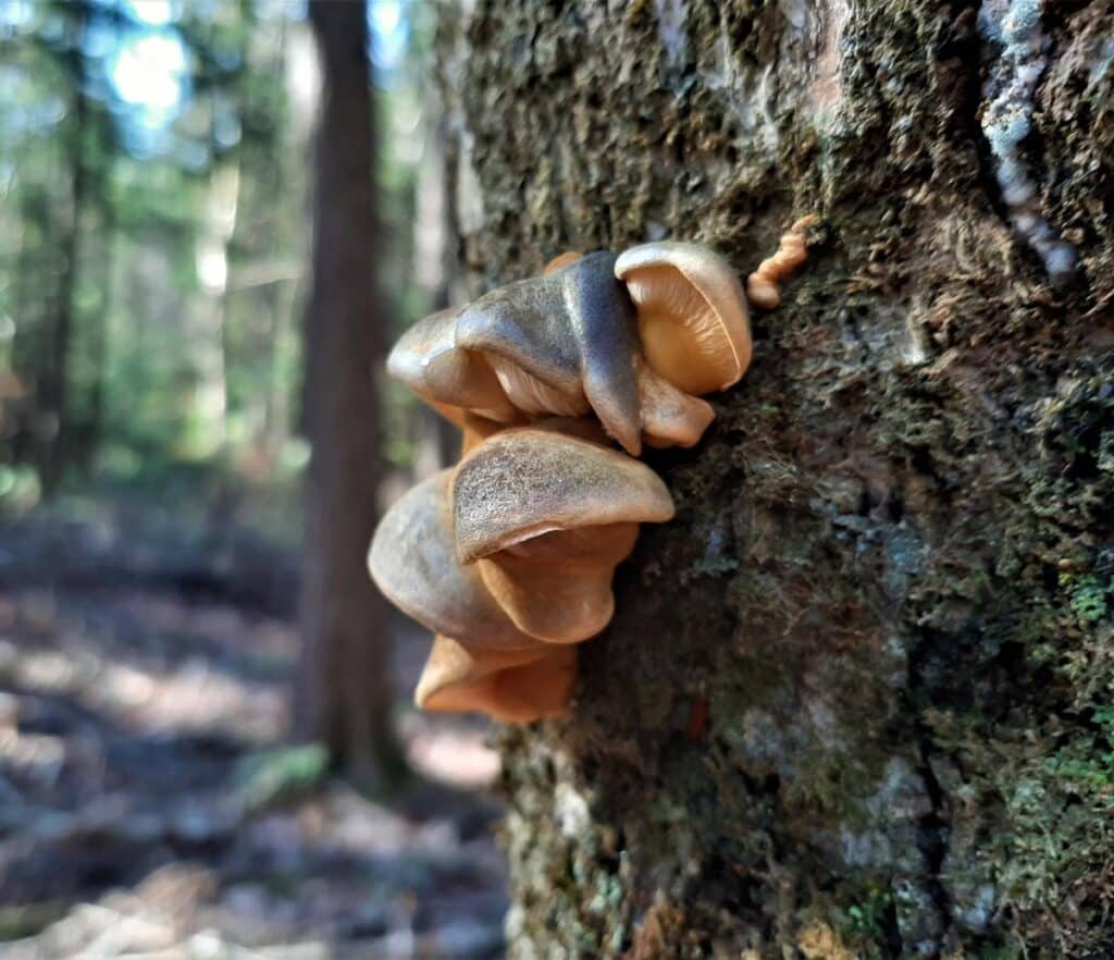 Late Fall Oyster Identification, Foraging, and Preparation Mushroom