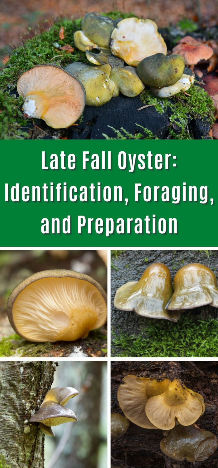 Late Fall Oyster Identification, Foraging, and Preparation Mushroom