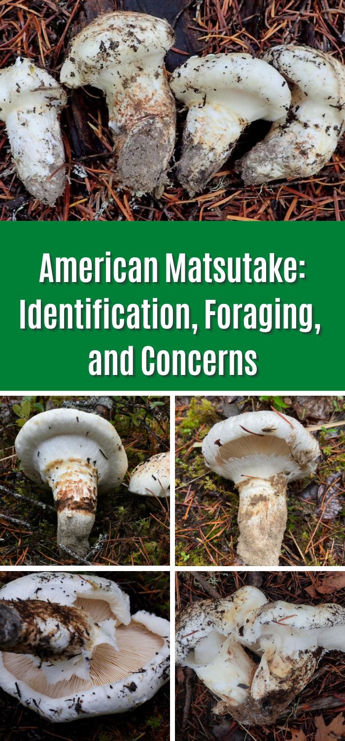 American Matsutake Identification, Foraging, and Concerns Mushroom