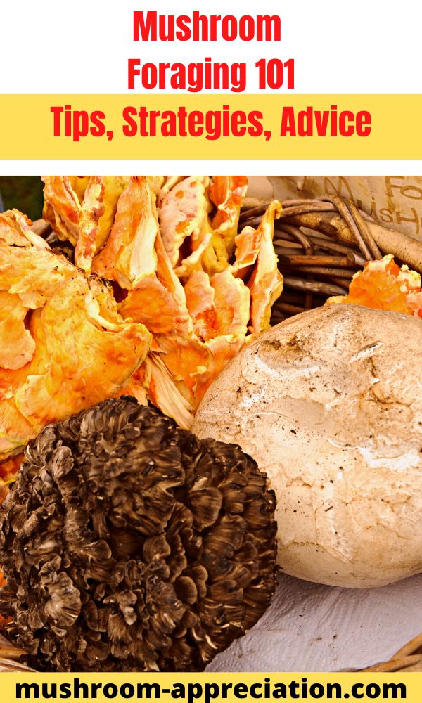 Mushroom Foraging 101 Mushroom Appreciation