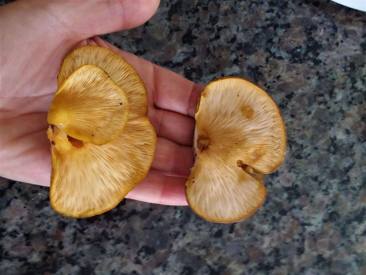 gills of late fall oyster