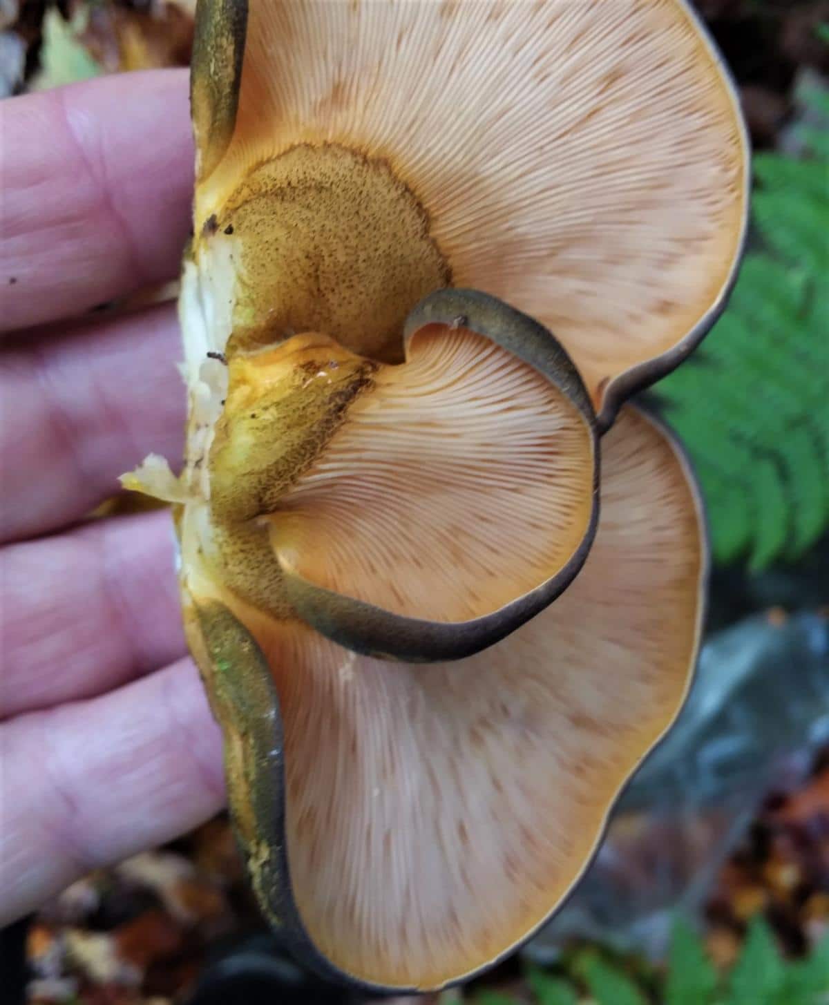 Sarcomyxa serotina, syn. Panellus serotinus gills