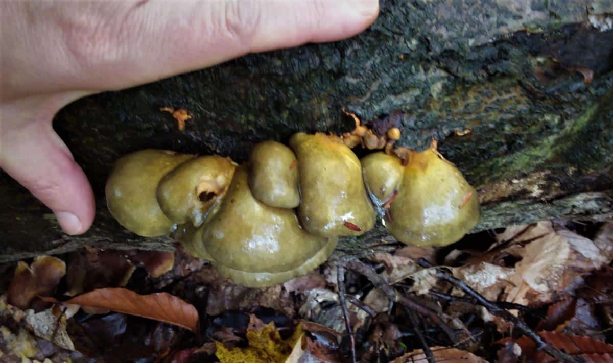 late fall oyster green sticky cap