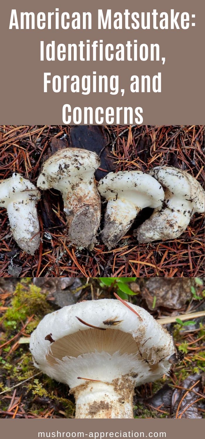 American Matsutake Identification, Foraging, and Concerns Mushroom