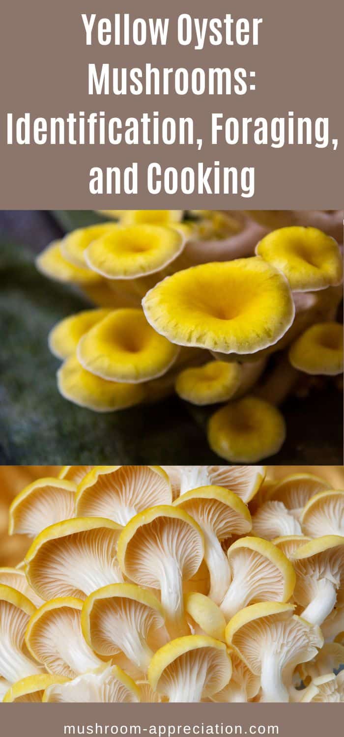 Yellow Oyster Mushrooms Identification, Foraging, and Cooking