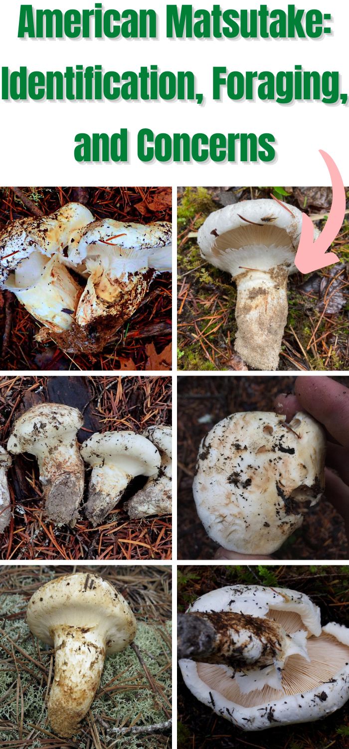 American Matsutake Identification, Foraging, and Concerns Mushroom