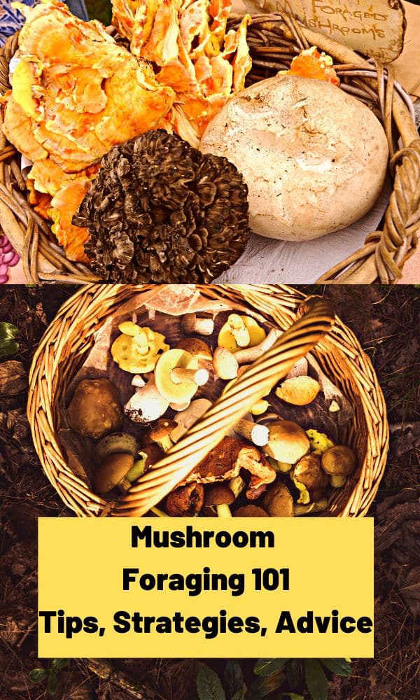 Mushroom Foraging 101 Mushroom Appreciation