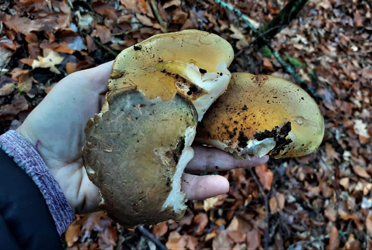 Sarcomyxa serotina, syn. Panellus serotinus in hand