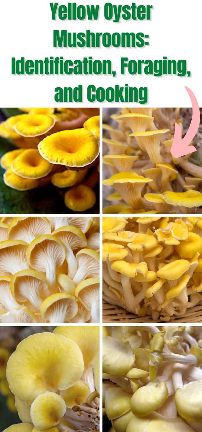 Yellow Oyster Mushrooms Identification, Foraging, and Cooking Mushroom Appreciation