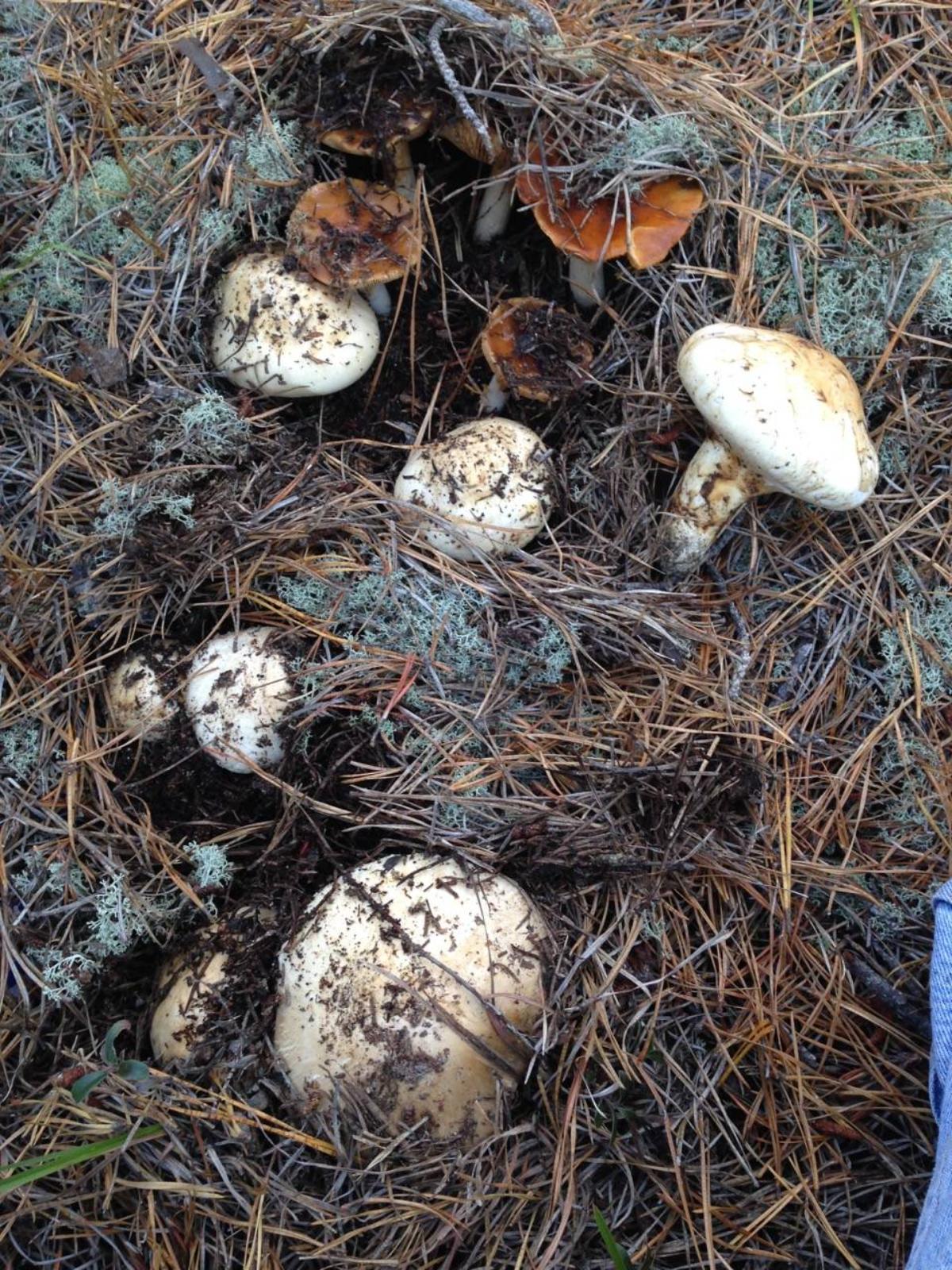 Matsutake on forest floor