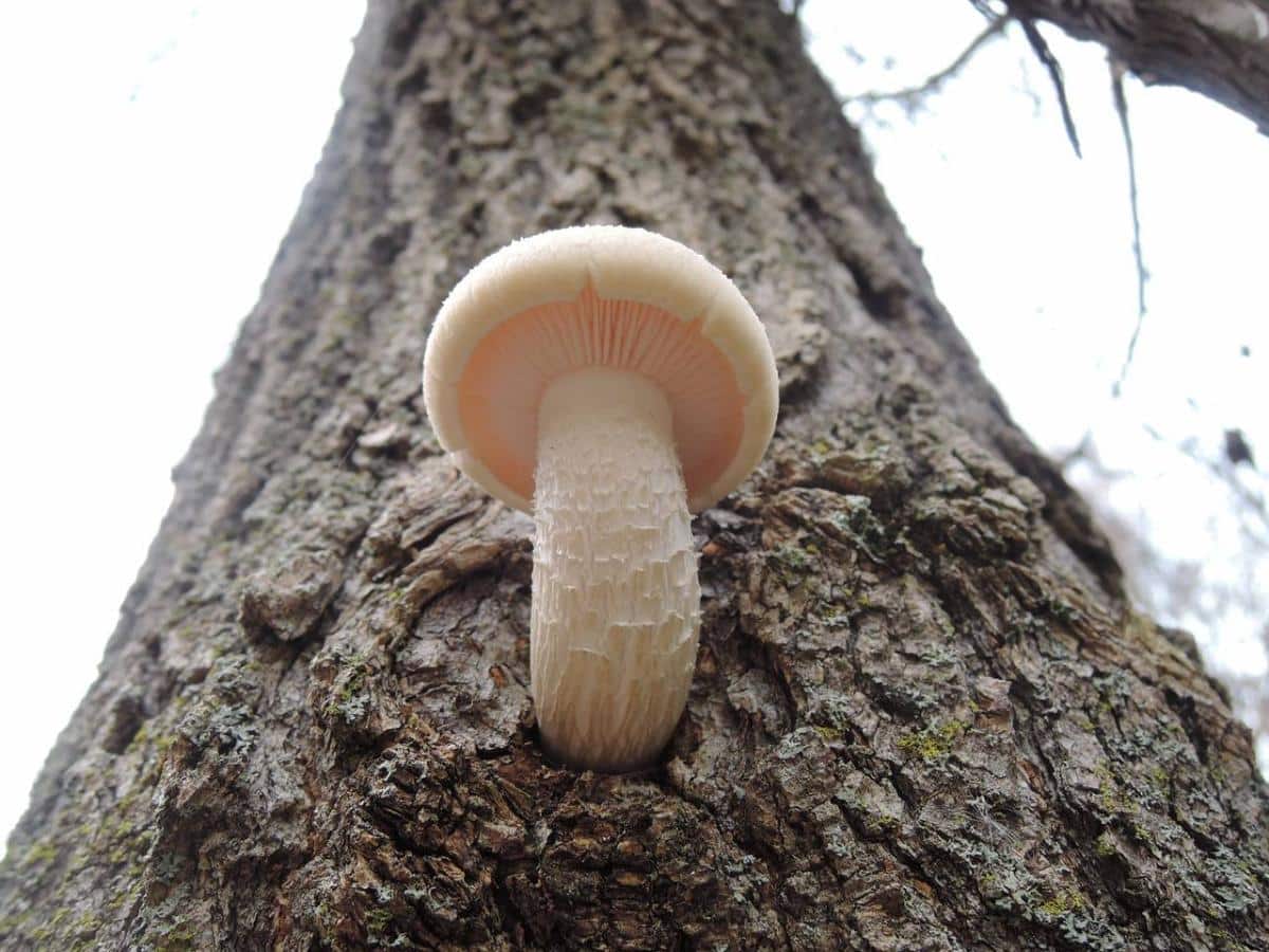 elm oyster mushroom
