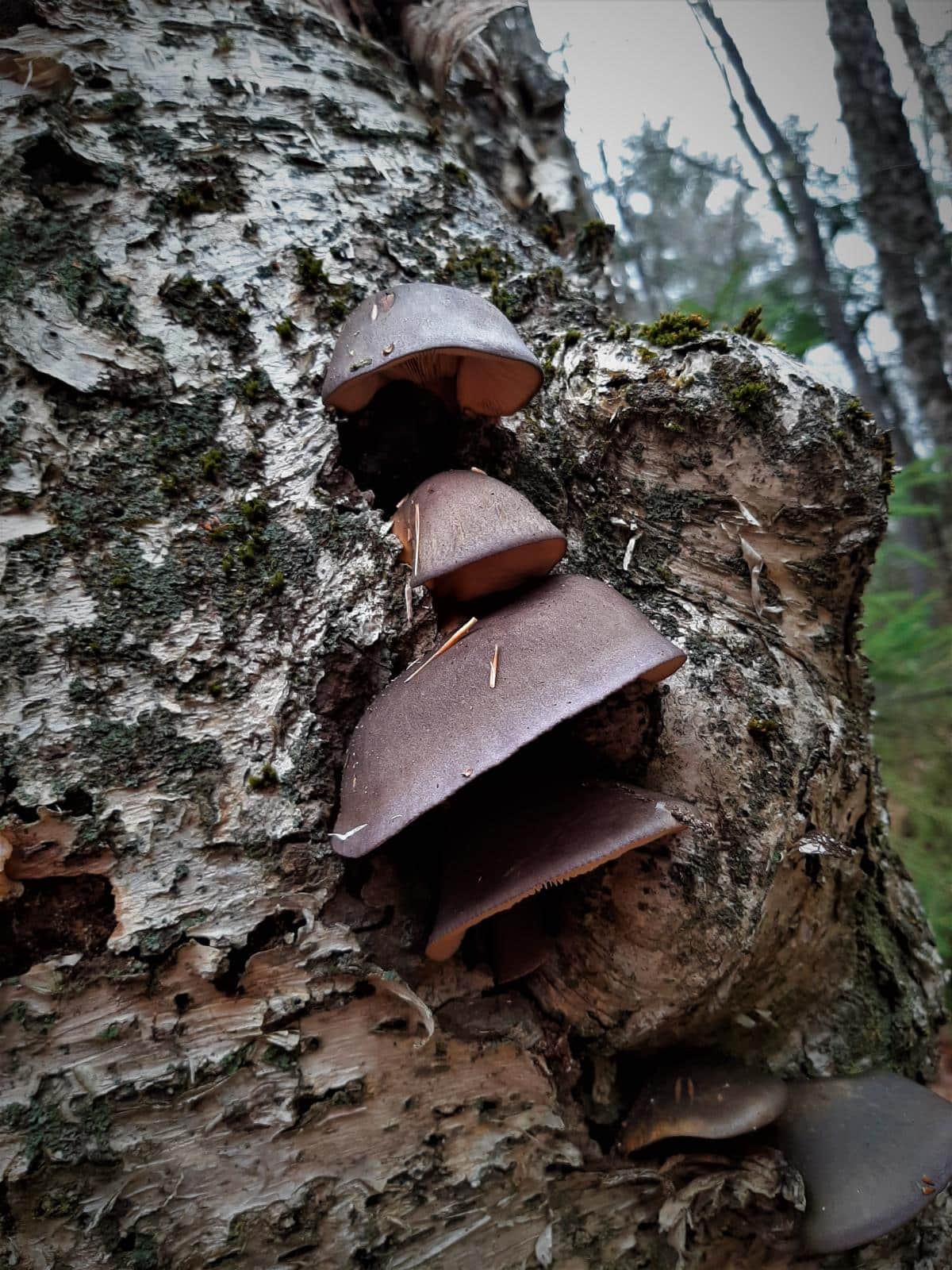 Late Fall Oyster: Identification, Foraging, and Preparation