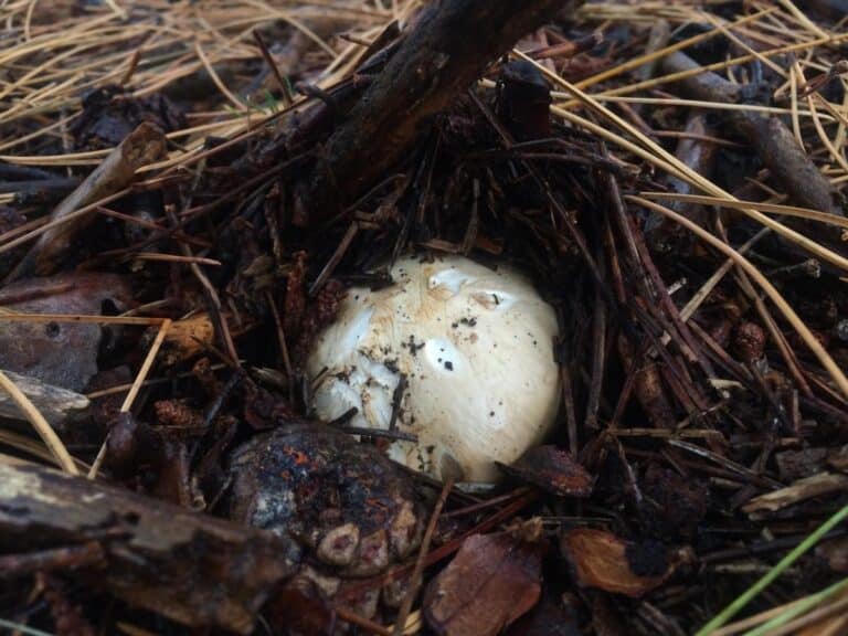 American Matsutake Identification, Foraging, and Concerns Mushroom