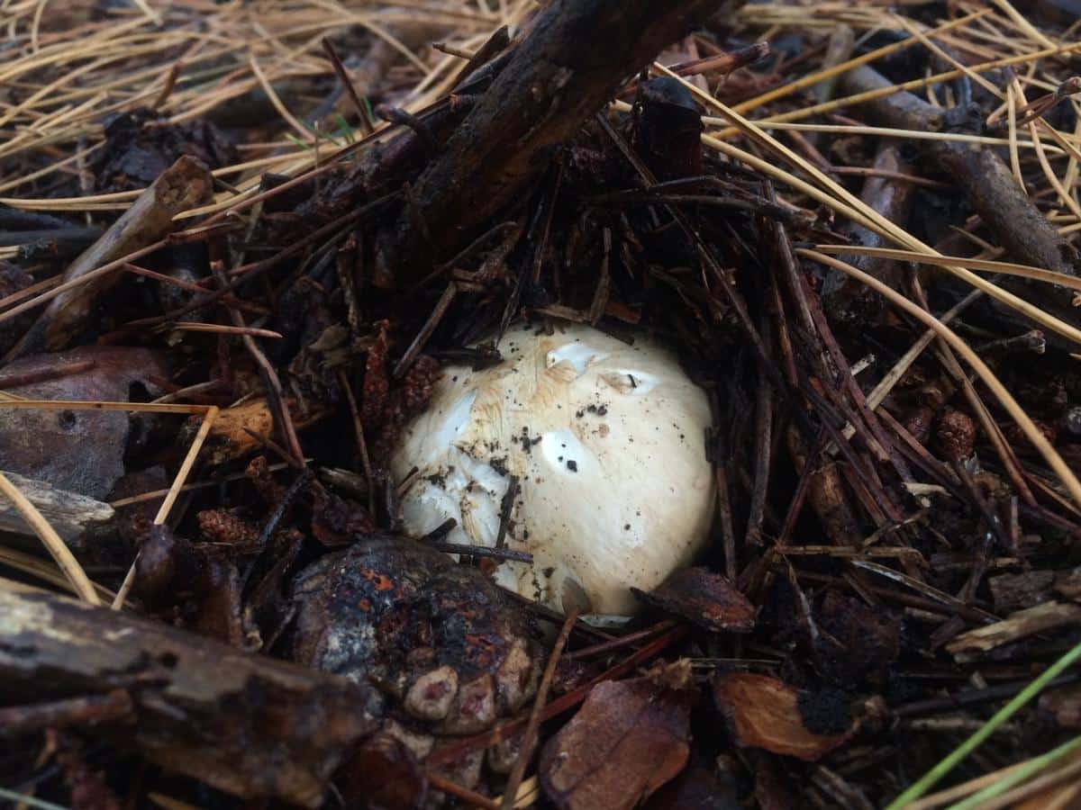 pine mushroom