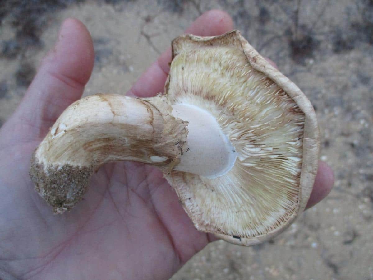 Tricholoma magnivelare