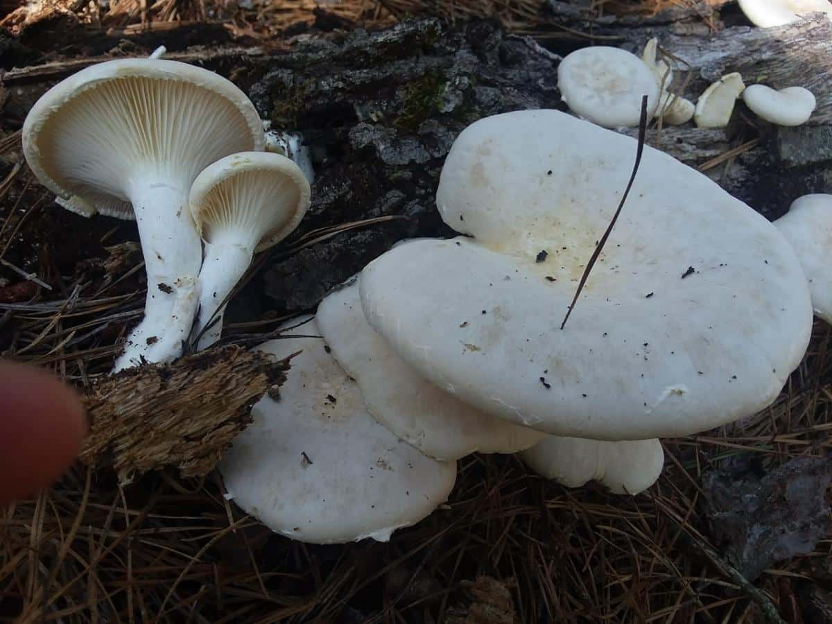 veiled oyster mushroom