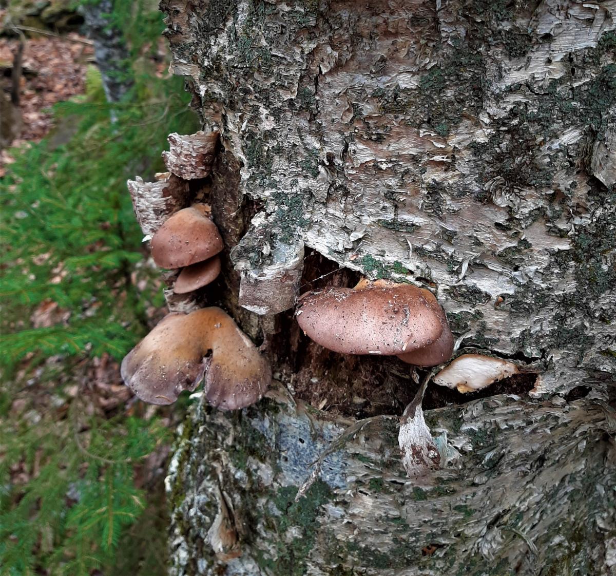 green oysterlings