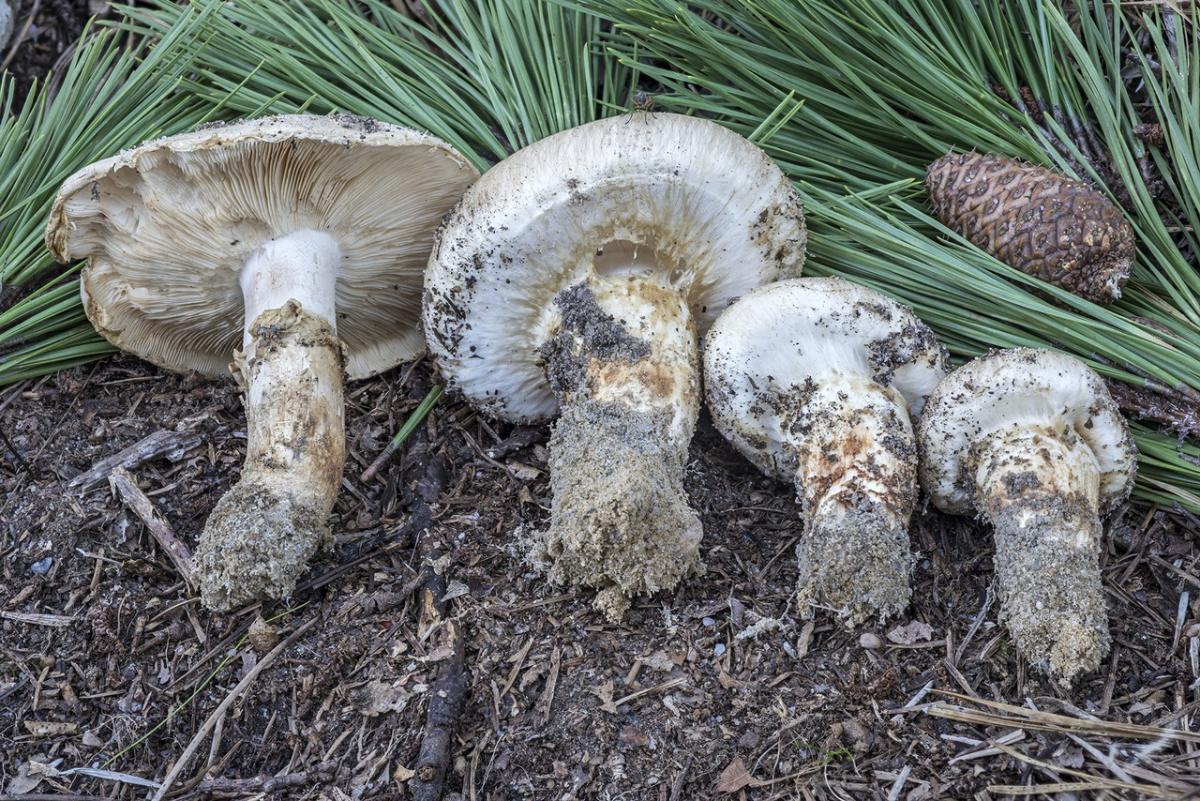 Tricholoma magnivelare