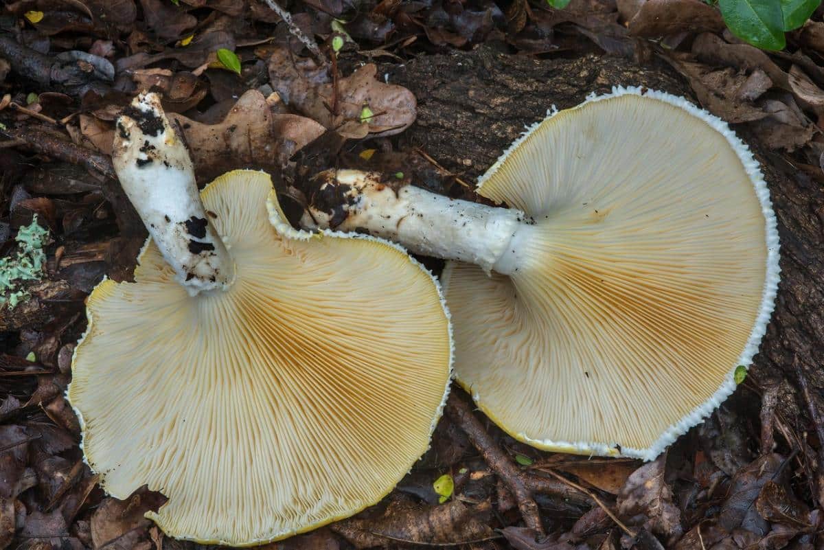 Pleurotus dryinus