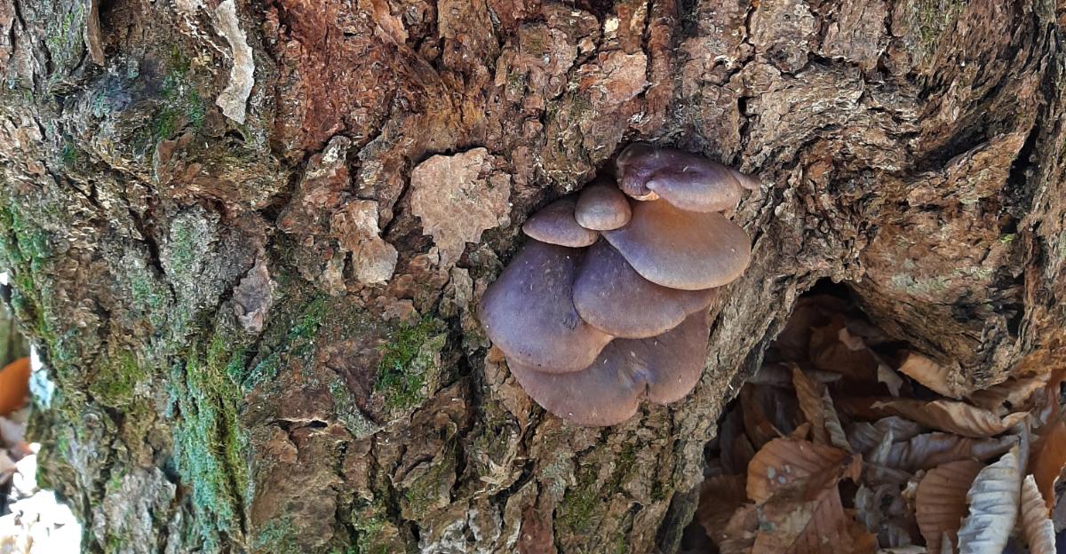 Late Fall Oyster: Identification, Foraging, and Preparation