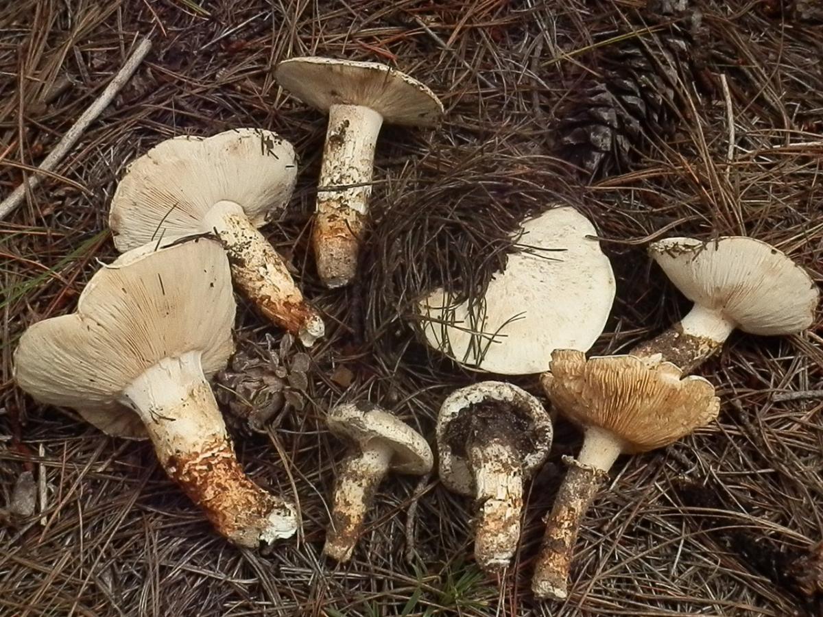 Tricholoma mesoamericanum