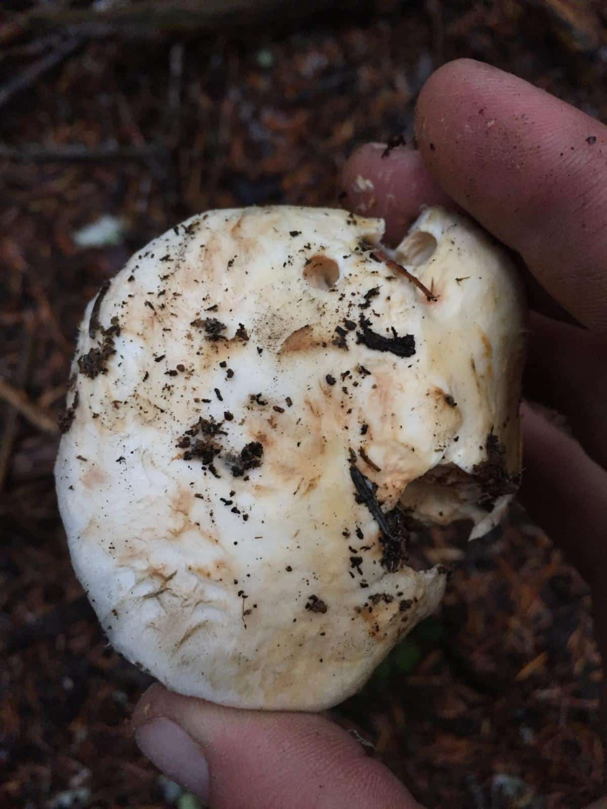 pine mushroom cap