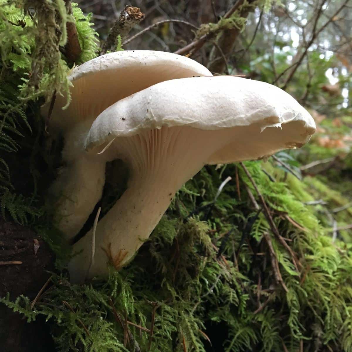 Pleurotus dryinus