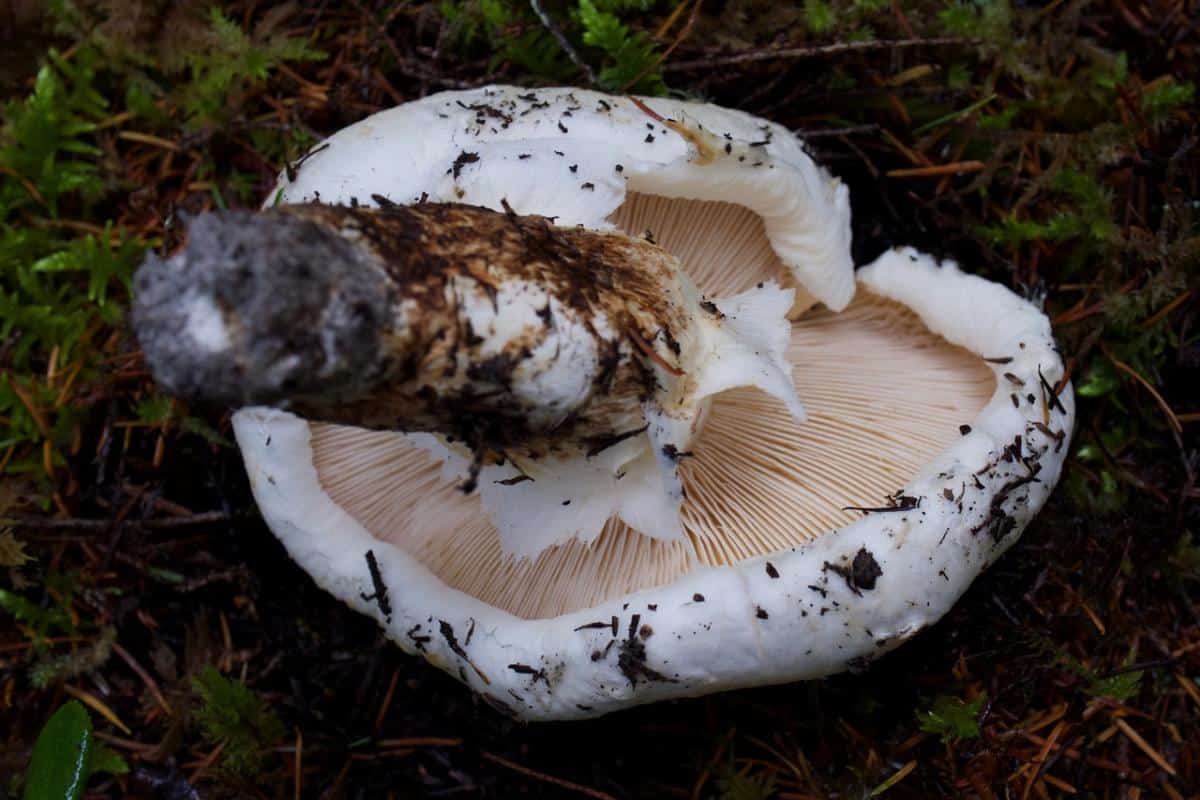Tricholoma pine mushroom