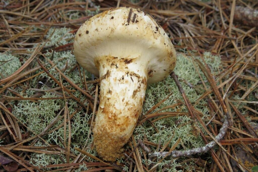 American Matsutake Identification, Foraging, and Concerns Mushroom