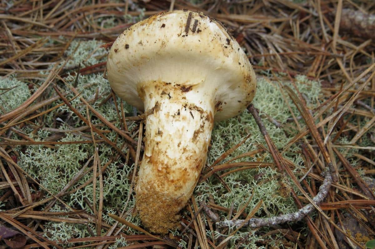 Tricholoma magnivelare