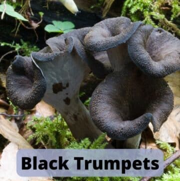 Black Trumpet
