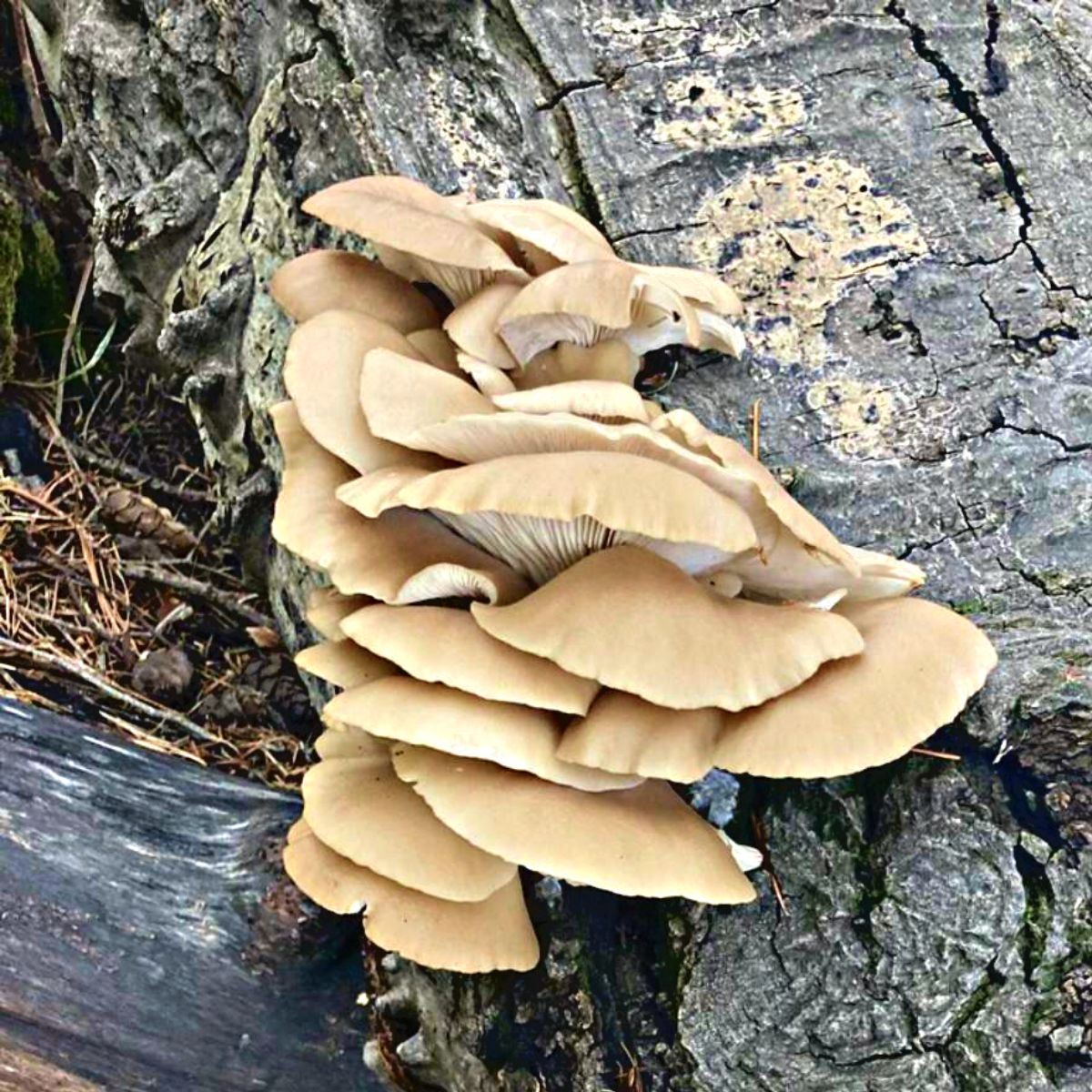 oyster mushrooms