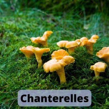 Chanterelles