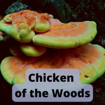 Chicken of the Woods