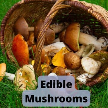 Edible Mushrooms