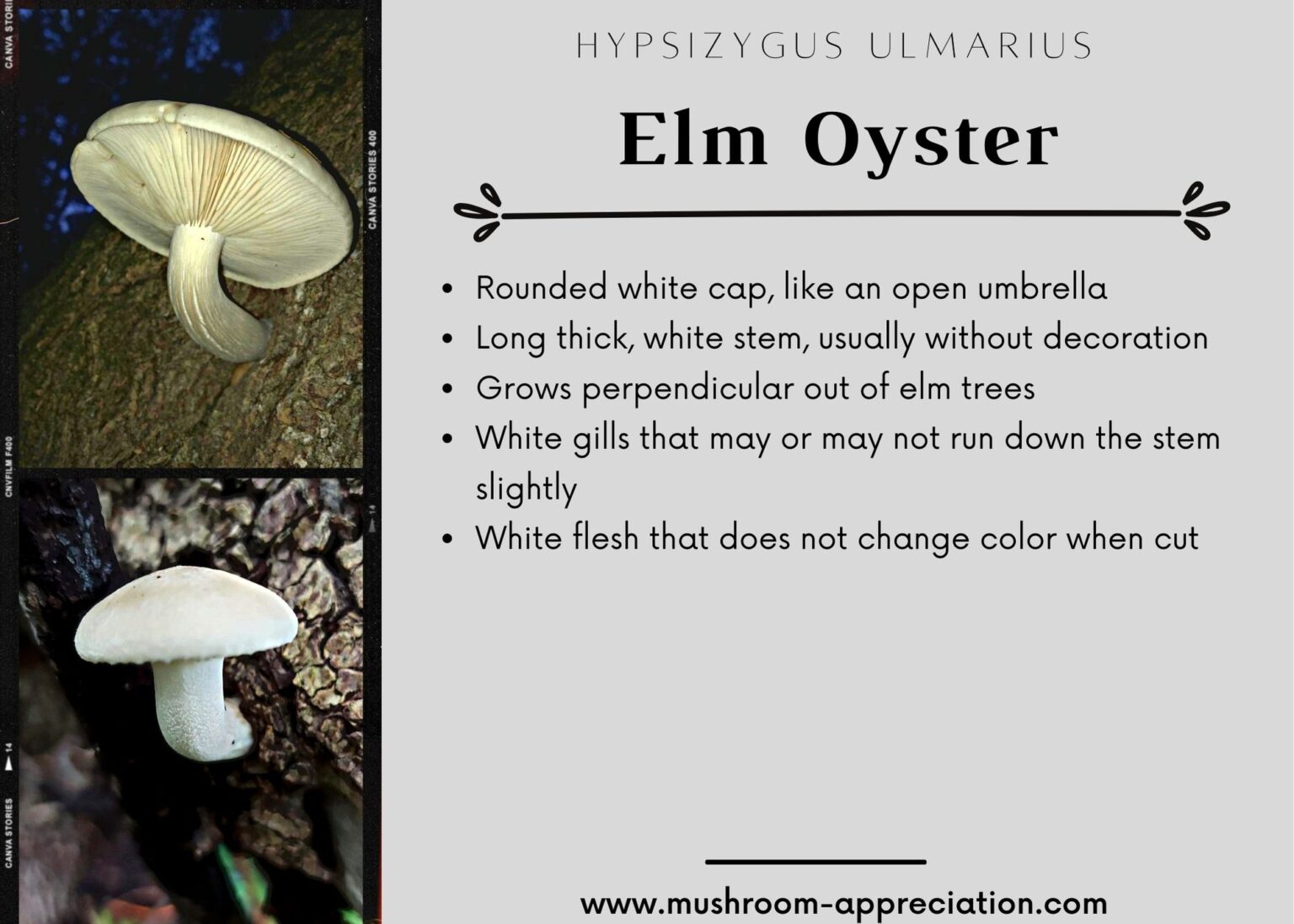 Elm Oyster Mushroom Identification, Foraging, and Lookalikes