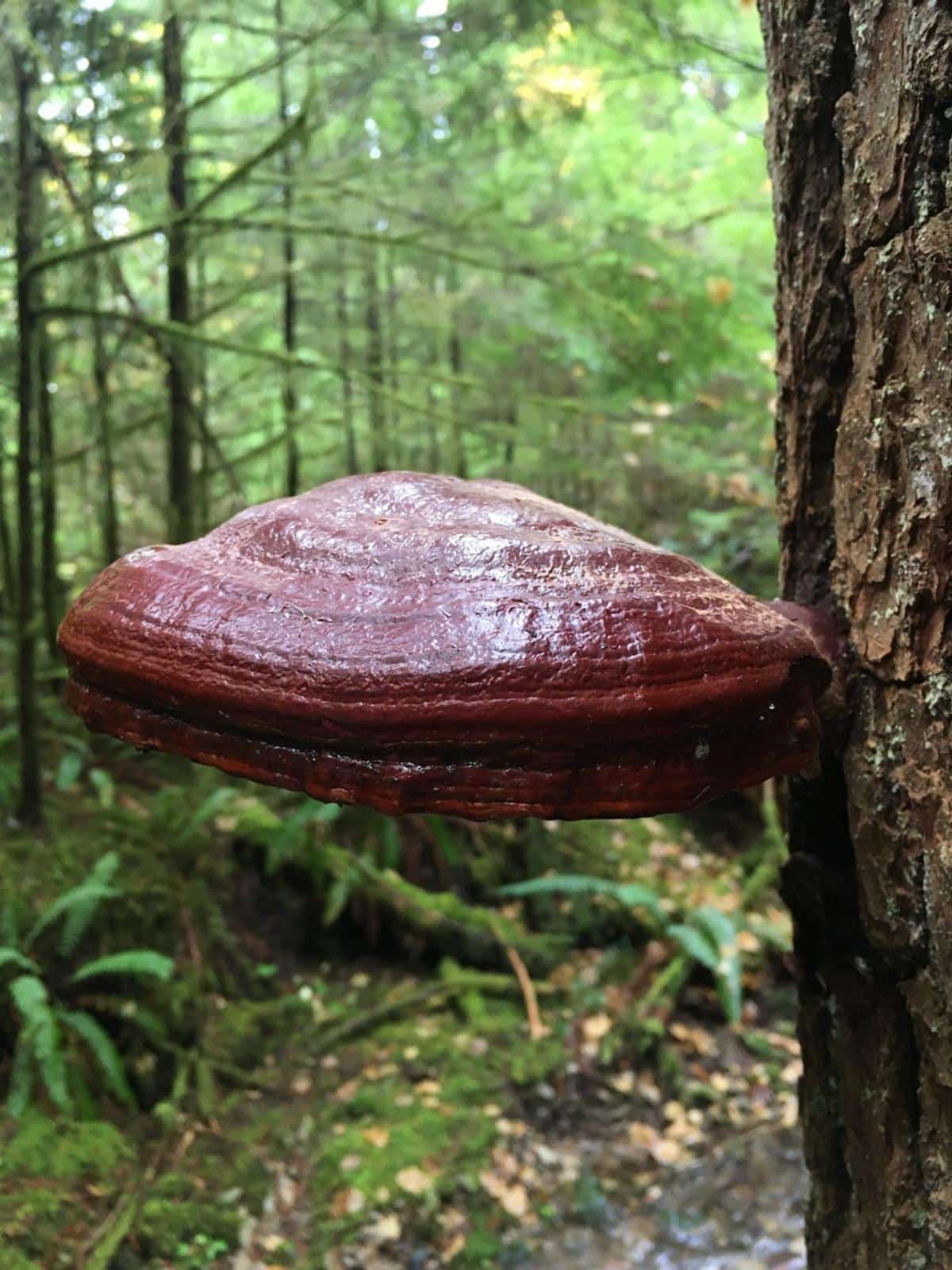 enormous ganoderma reishi polypore