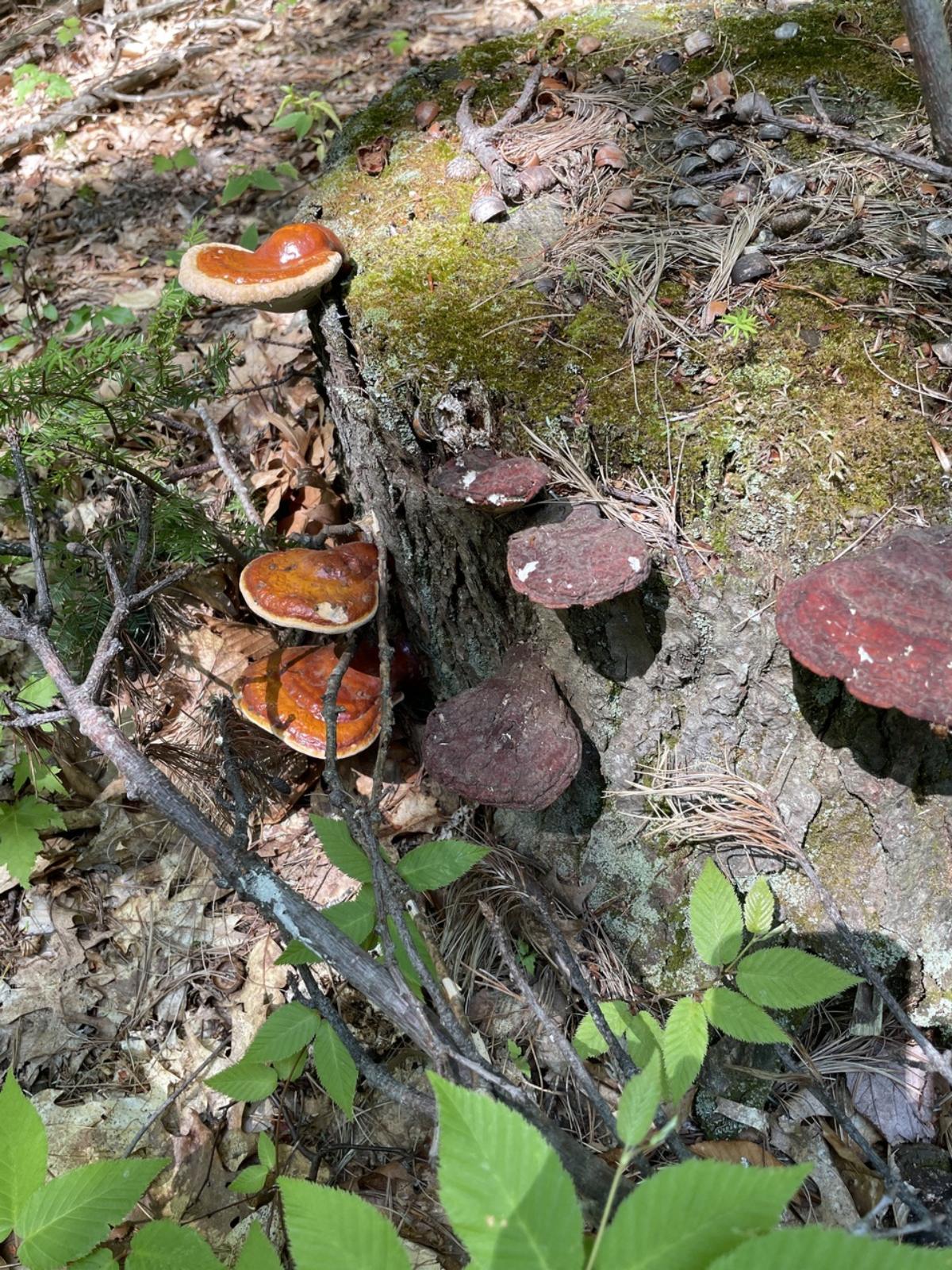 young and old reishi