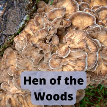 Hen of the Woods