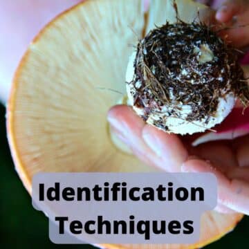 Identification Techniques