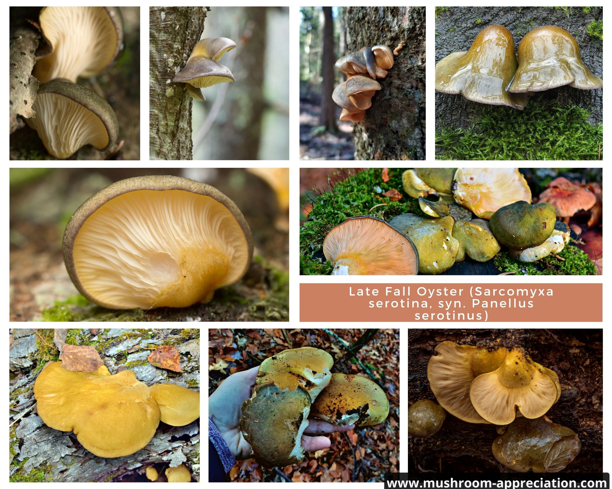 Late Fall Oyster: Identification, Foraging, and Preparation