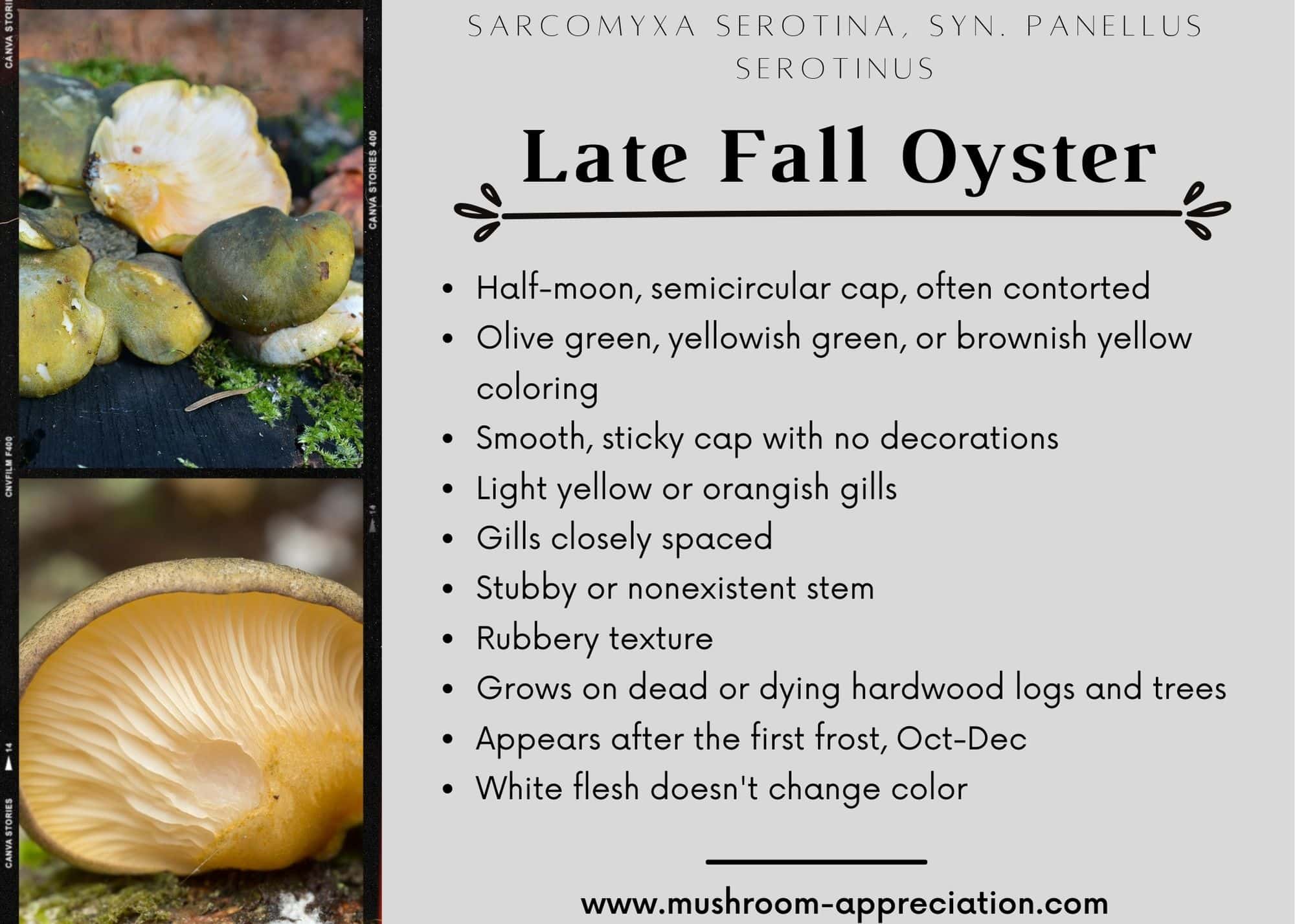 Late Fall Oyster: Identification, Foraging, and Preparation