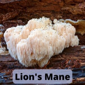 Lion's Mane