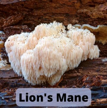 Lion's Mane